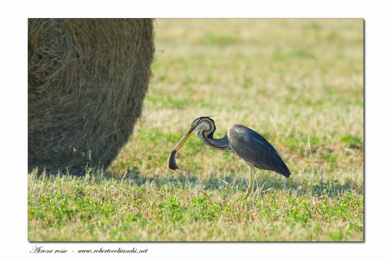 Airone rosso - Ardea purpurea